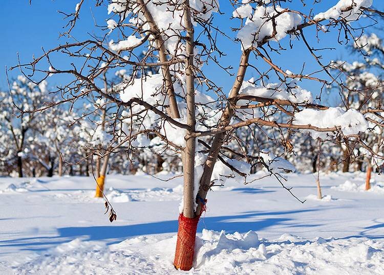 Источник: ofazende.ru