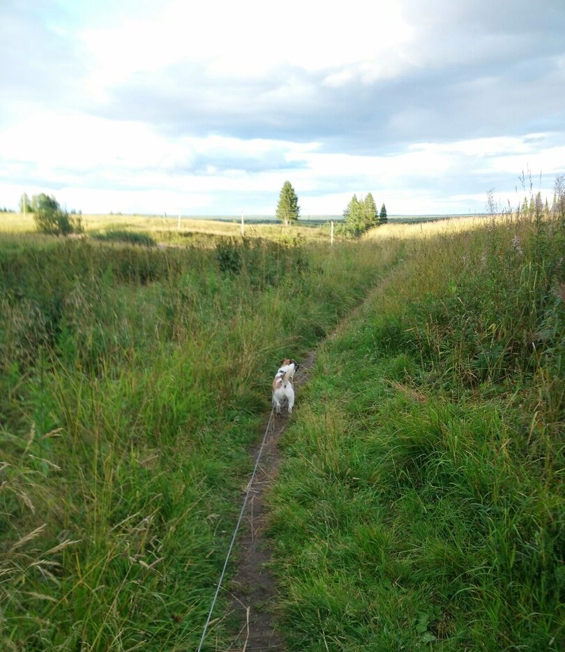 У пёселя на прогулке нет таких глубоких мыслей о собственной состоятельности, хорошо быть котиком, хорошо собакою. Но лучше все-таки ни от кого не зависеть.