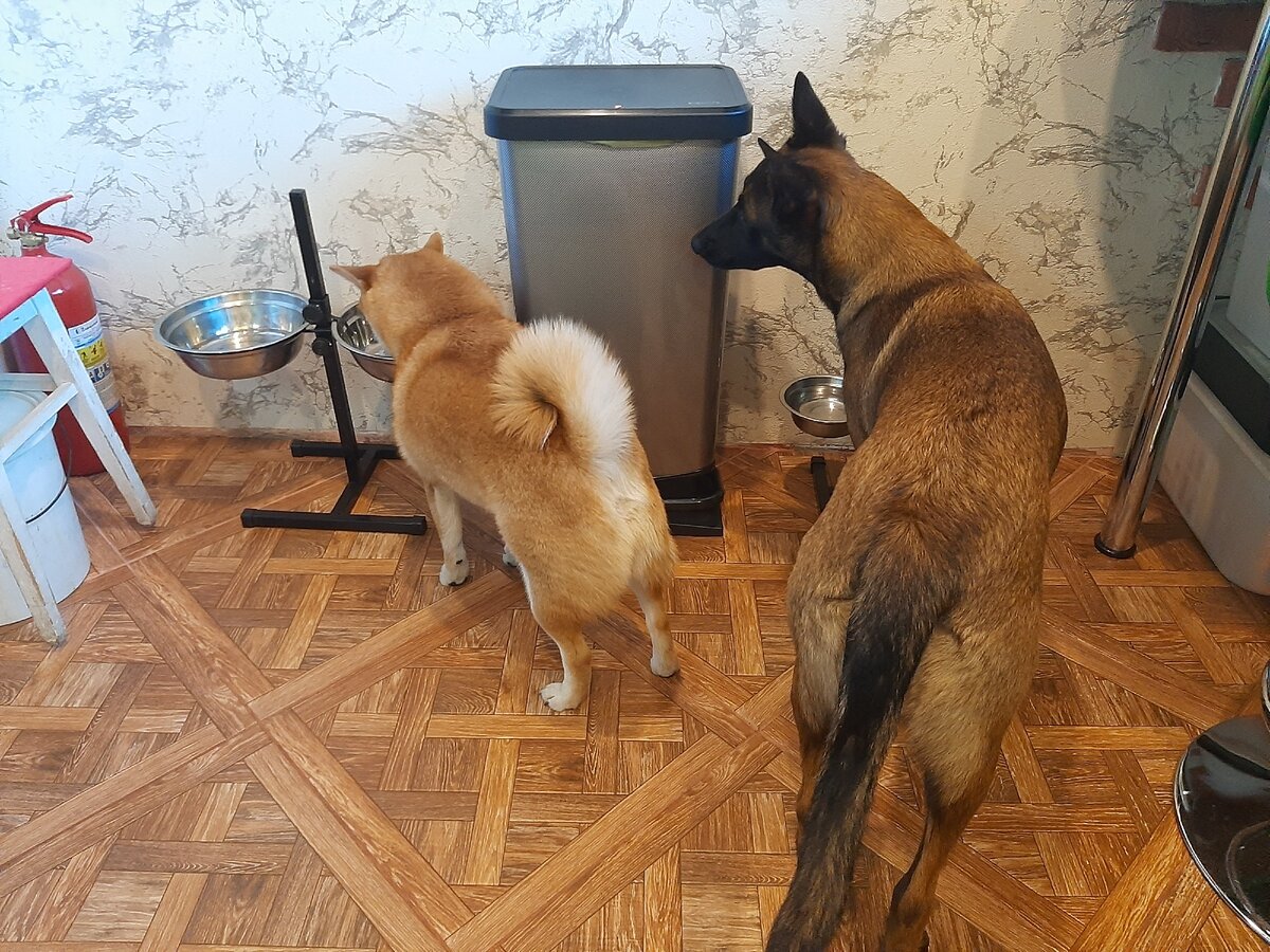 Обмен мисками совершен, но у Яры еще есть доля сомнения.