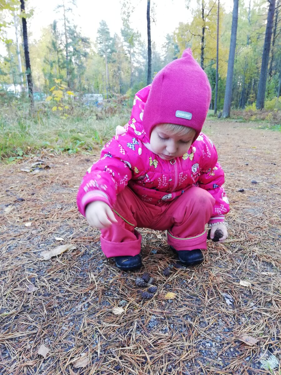 Собирали в Лосево шишки.