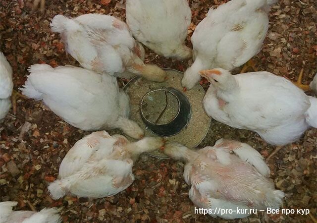 Бройлеры: кормление в домашних условиях и рецепты комбикормов | Quail, Farm