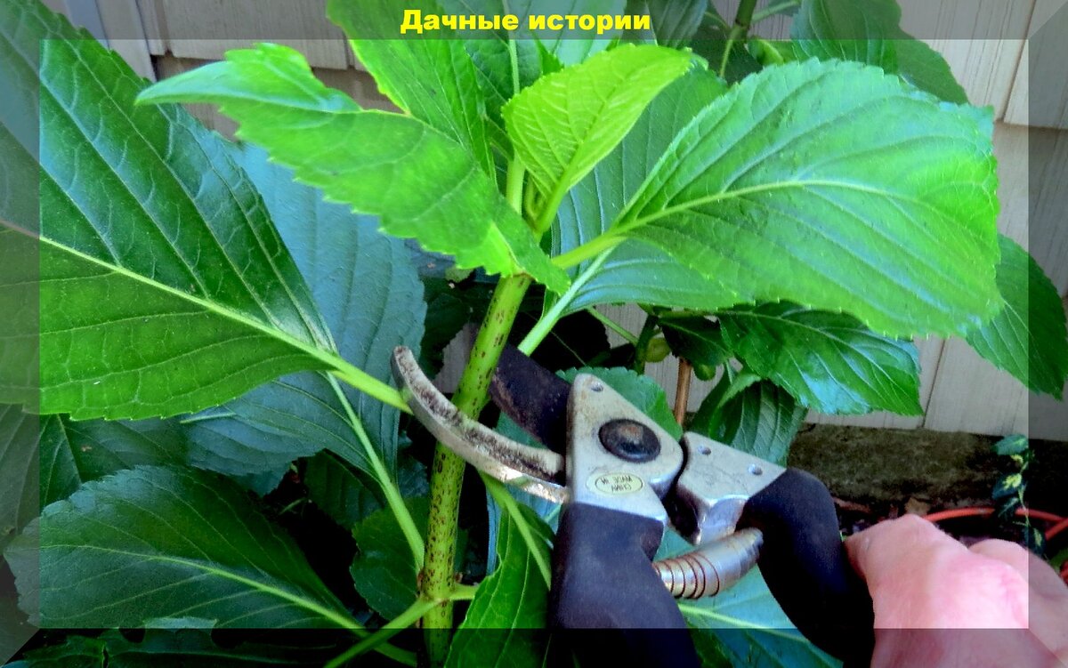 Как размножить гортензию почками. Размножение гортензии. размножение гортензии черенками. размножение гортензии зелеными почками.