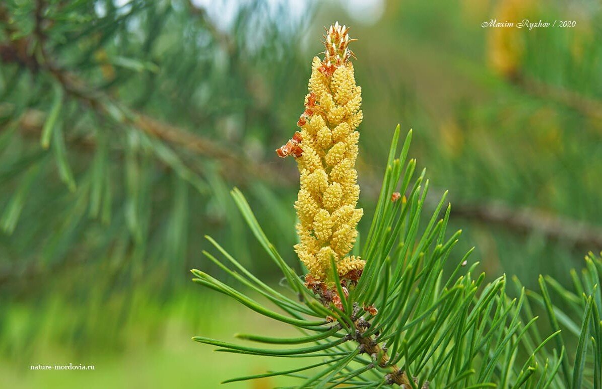 Шишка хвойных - Conifer cone