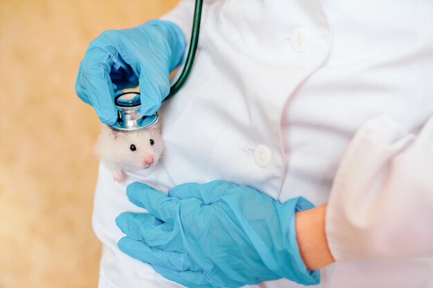 Фото: https://ru.freepik.com/premium-photo/hands-of-owner-holding-cute-little-hamster-professional-vet-doctor-diagnosing-pet-with-stethoscope-animal-on-examination-in-vet-clinic-doctor-wearing-in-gloves-and-uniform_5831671.htm