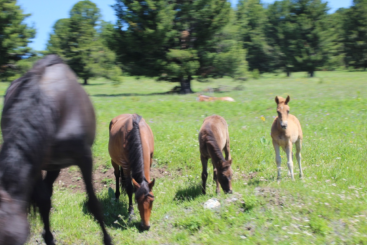 Из окна автомобиля