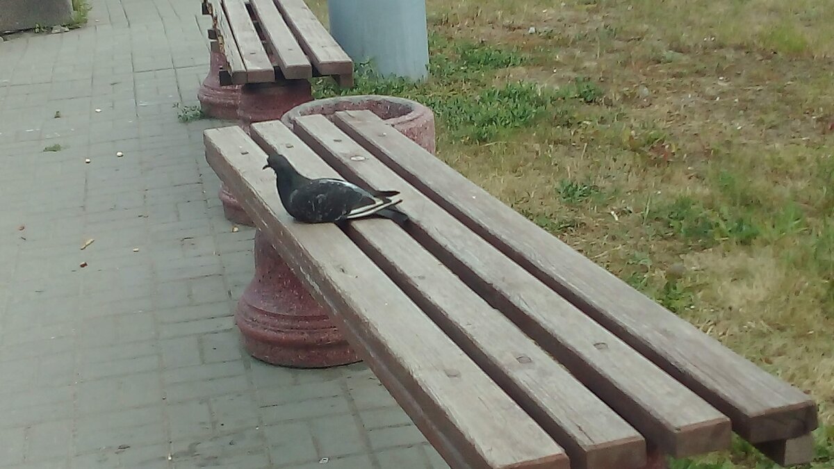 Сидящий голубь