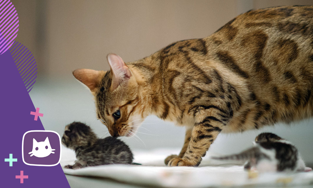 🐱Как понять что кошка скоро родит | Нос, хвост, лапы | Дзен