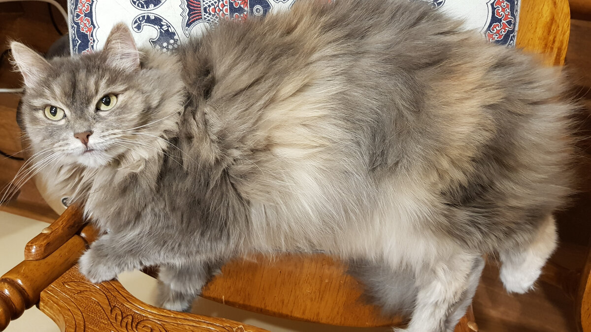 Коты, конечно, не еноты, но наши немного на них похожи - своей "шубастостью".  Личное фото