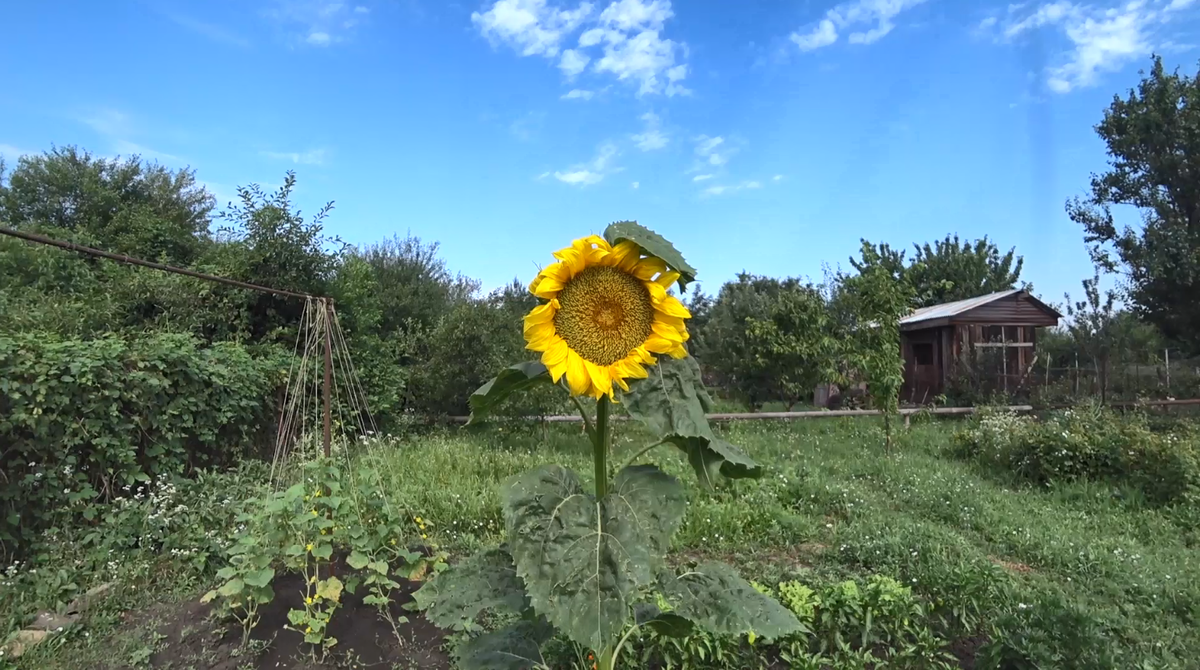 Наш подсолнух 2020 