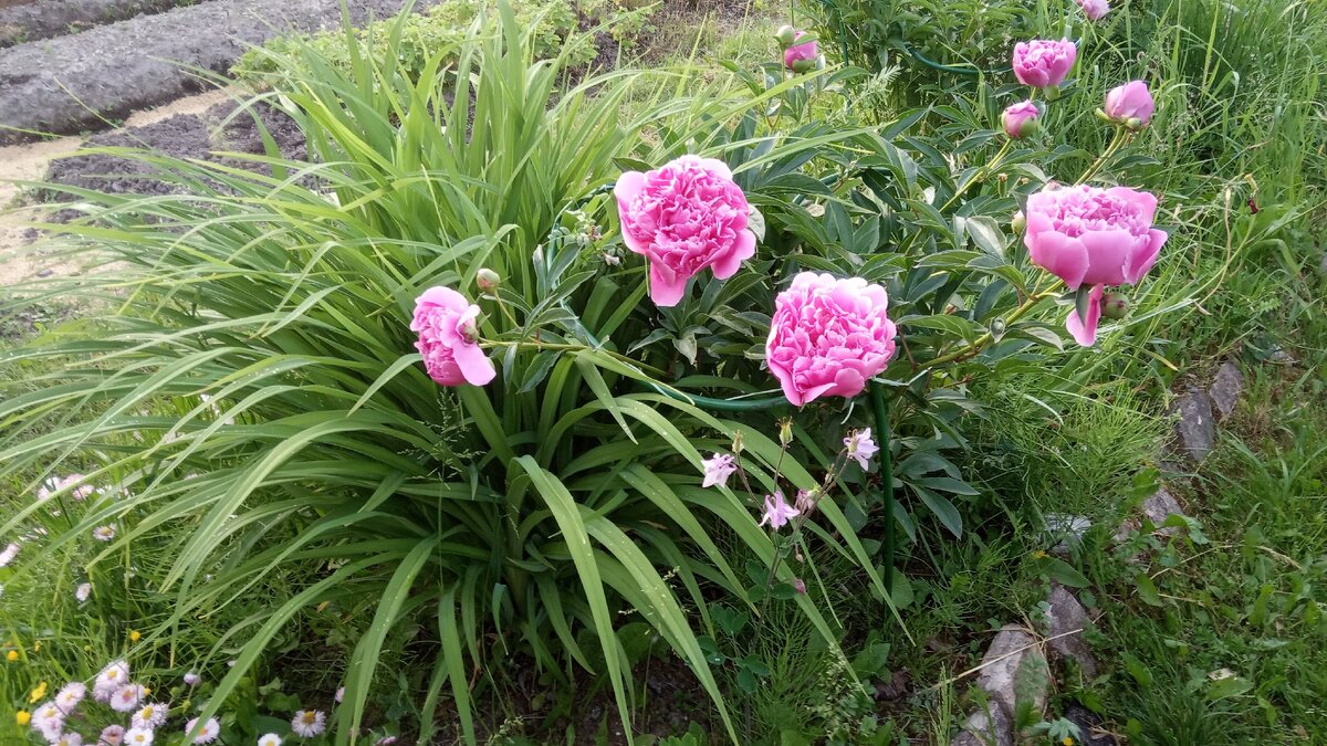 Пионы уже отцвели и самое время их подкормить