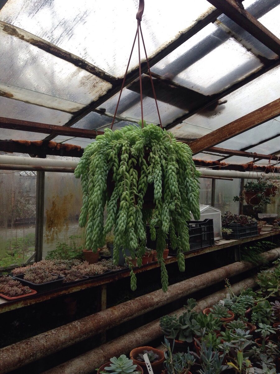 Суккулент.Очиток Моргана.