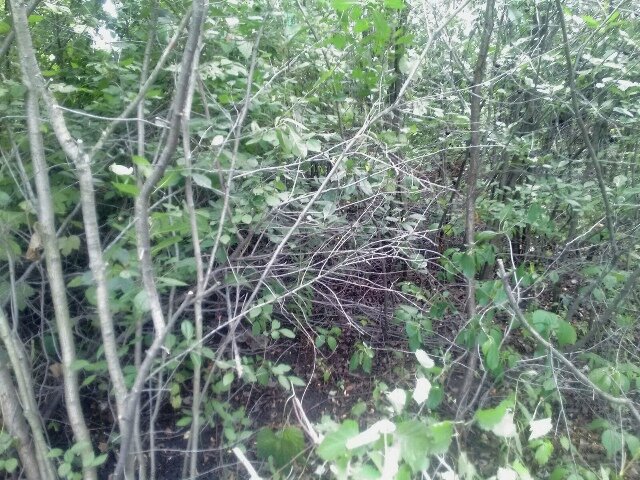 Вырезать дело нехитрое, а вот очистить - хитрое