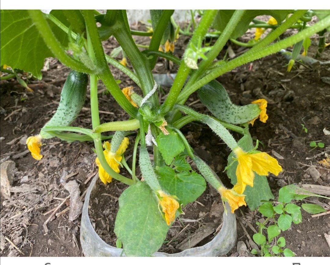 Листья огурцов большие а завязи не растут. Фитофтороз огурцов. Фитофтороз огурцов. Листья огурцов большие а завязи не растут. Листья огурцов большие а завязи не растут.