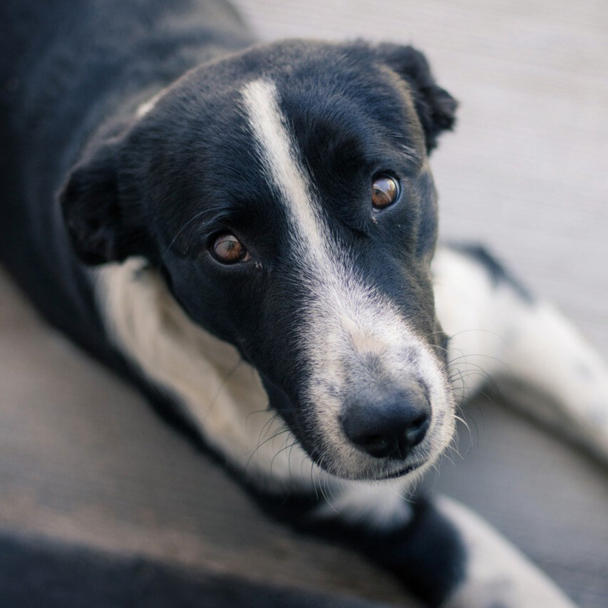 Без породы (дворняжка)