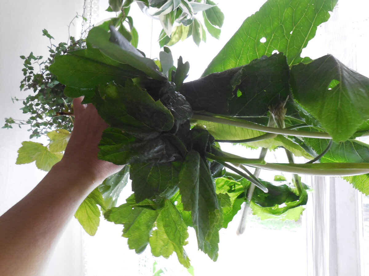 Чем не букет?! Букет!