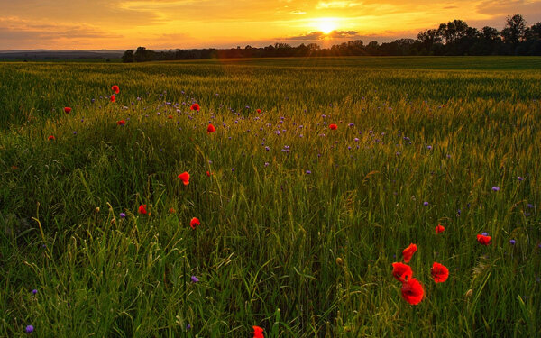 источник: yandex.ru/images