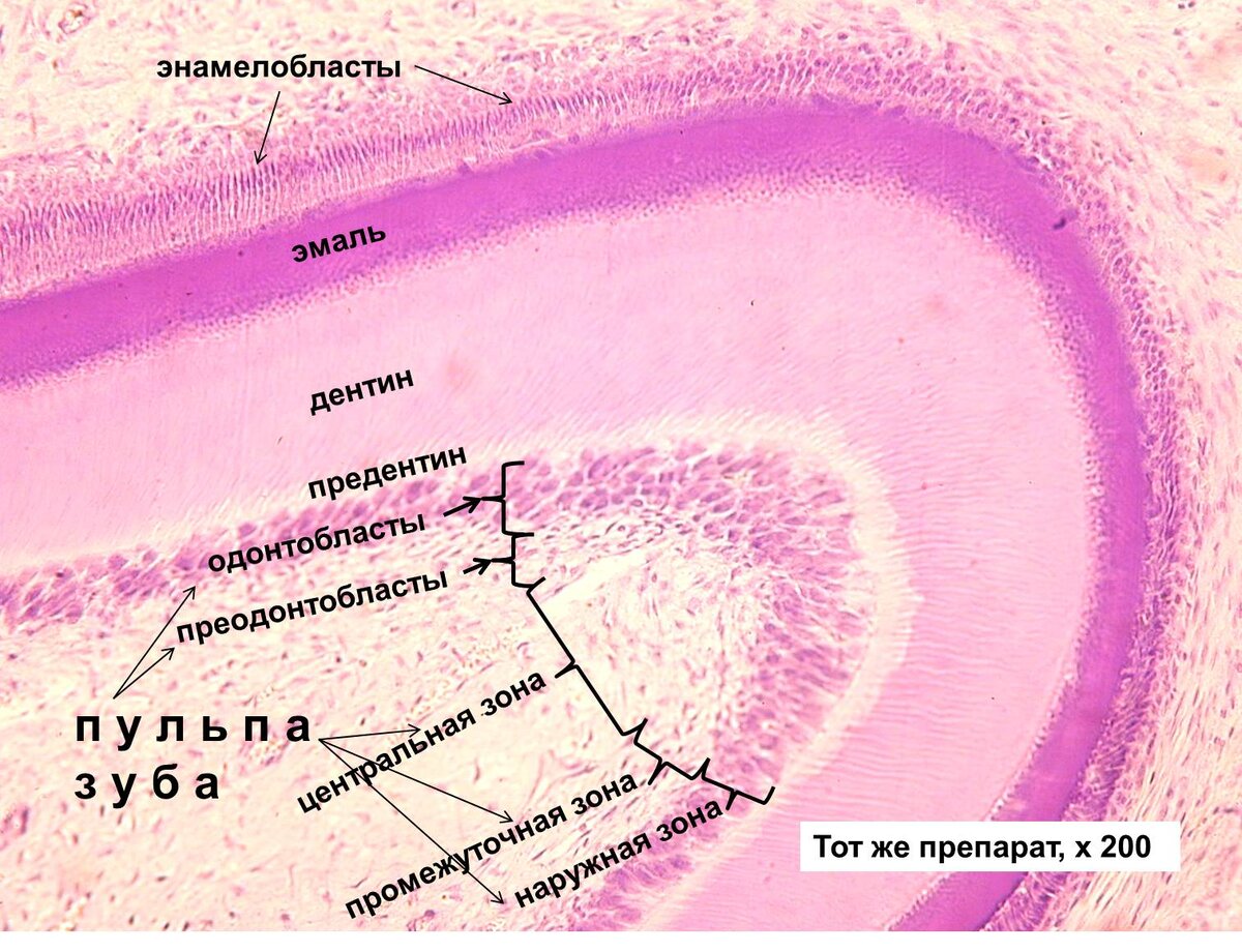 Схема строения зуба гистология