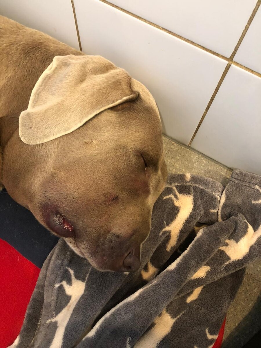 Только теперь стало видно мето укуса. 