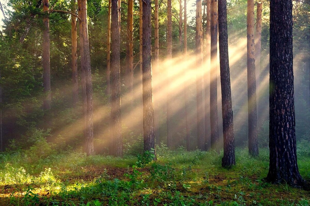 Лес мы скоро потеряем, если с той же скоростью продолжим уничтожать ресурсы планеты.