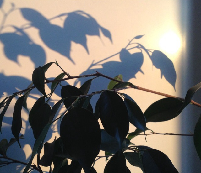 Посмотрите на тень от листьев. Тень - это то, что мы не знаем о человеке, подвергаясь стереотипному мышлению...