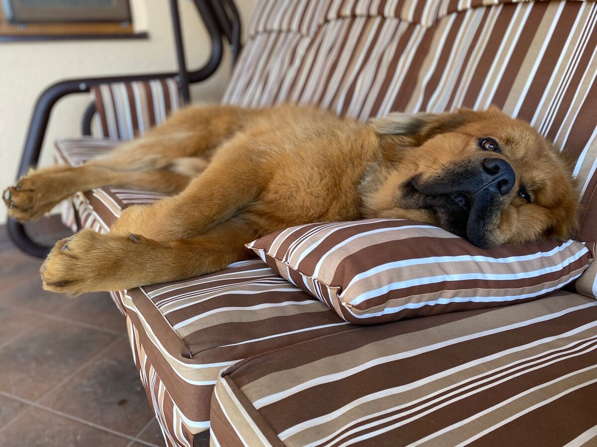 Наш выпускник: тибетский мастиф 🐾Белый Лекарь Ямогуч из г. Энгельс. https://vk.com/beliy.lekar