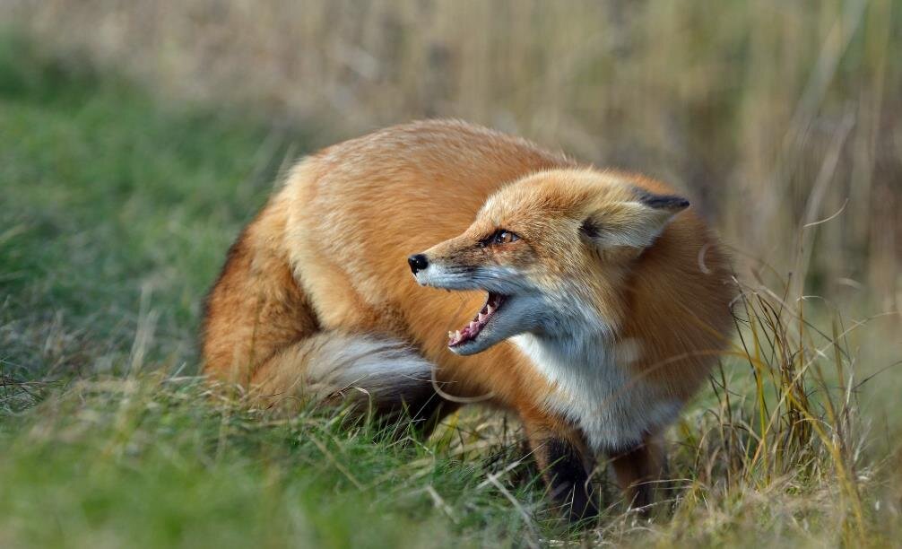 Фото — funik.ru