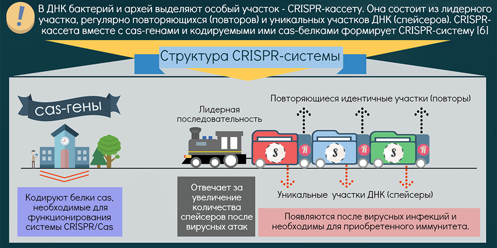 Cas system. CRISPR CAS система. CRISPR CAS система бактерий. CRISPR CAS механизм. CRISPR структура.