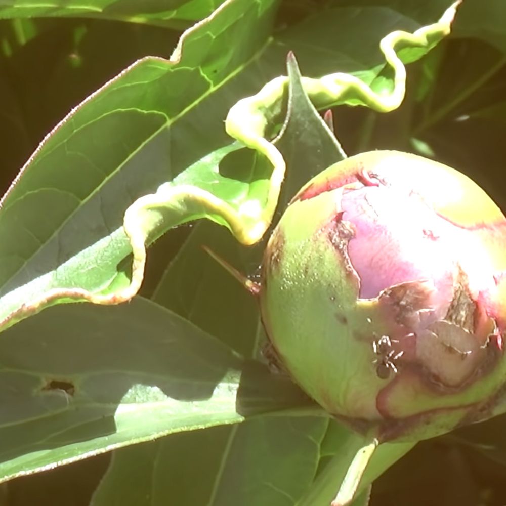 Маленькие налетчики