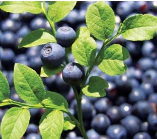 Чай из листьев черники снимает боль в горле и устраняет инфекции мочевыводящих путей