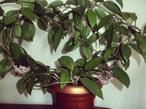 Диана воскового плюща