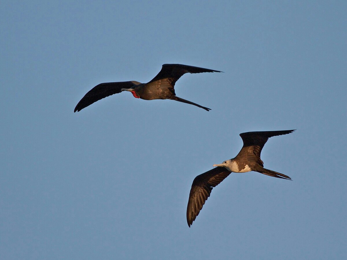 самец с самочккой ;)