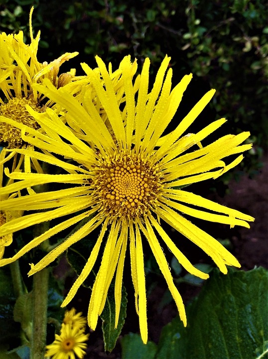 *Девясил высокий