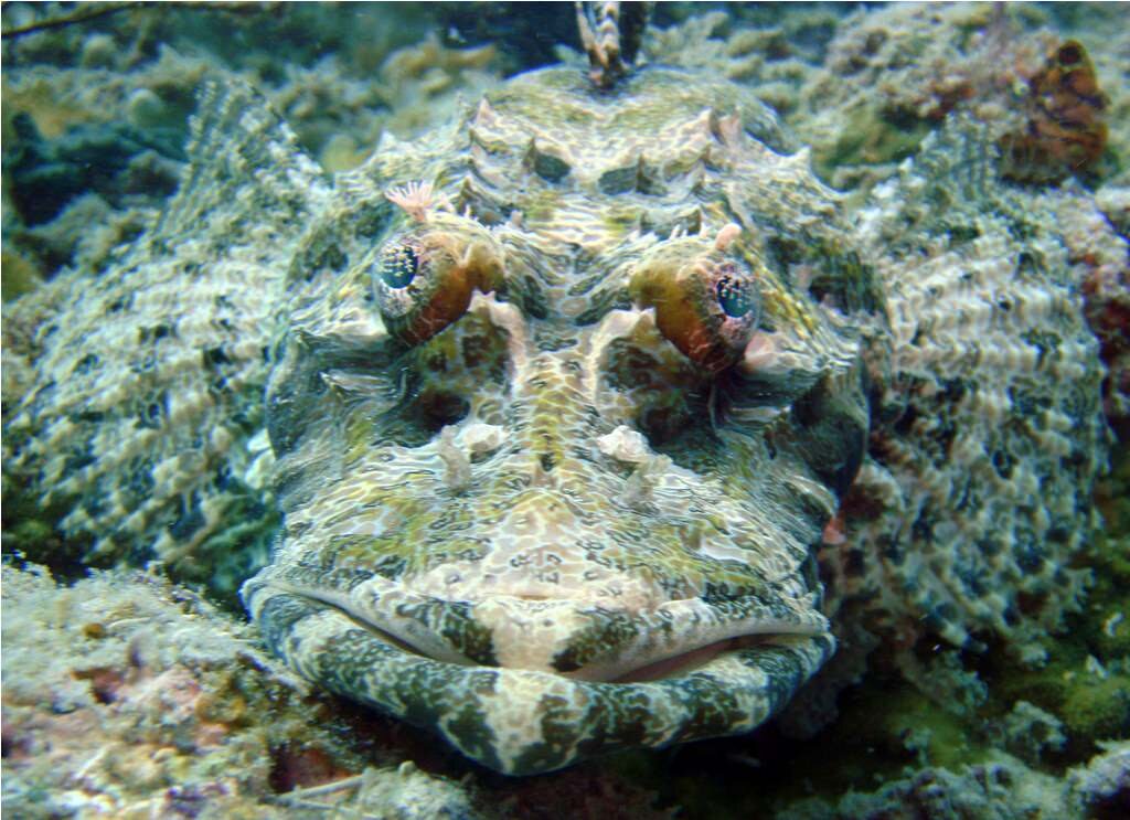 Рыба крокодил - Тайны вселенной