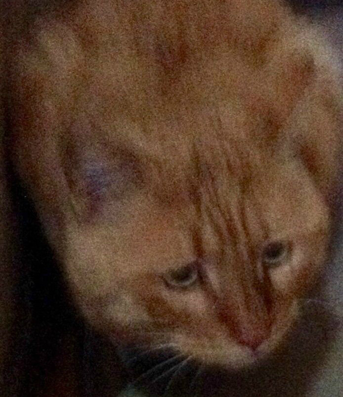 Бедный Рыжик!