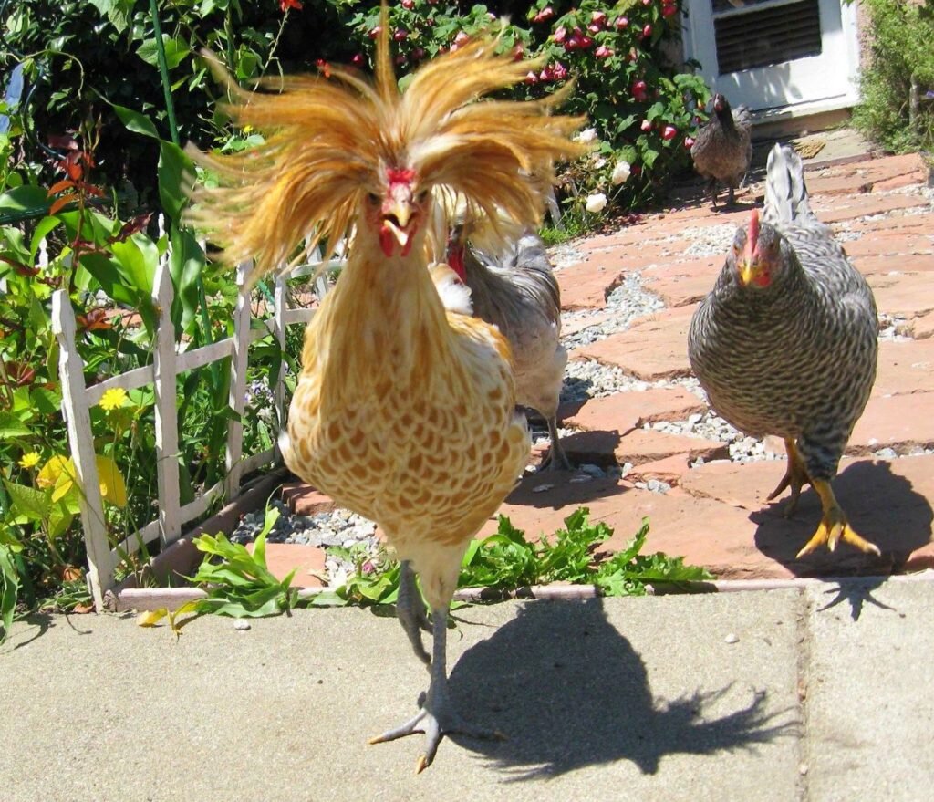 Яндекс картинки