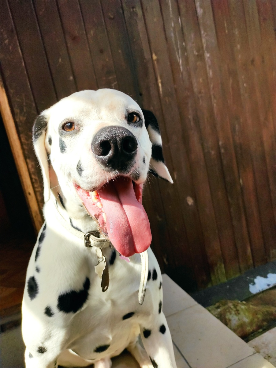 Моя собака породы Далматин. Юный чемпион России. Фотография автора. 