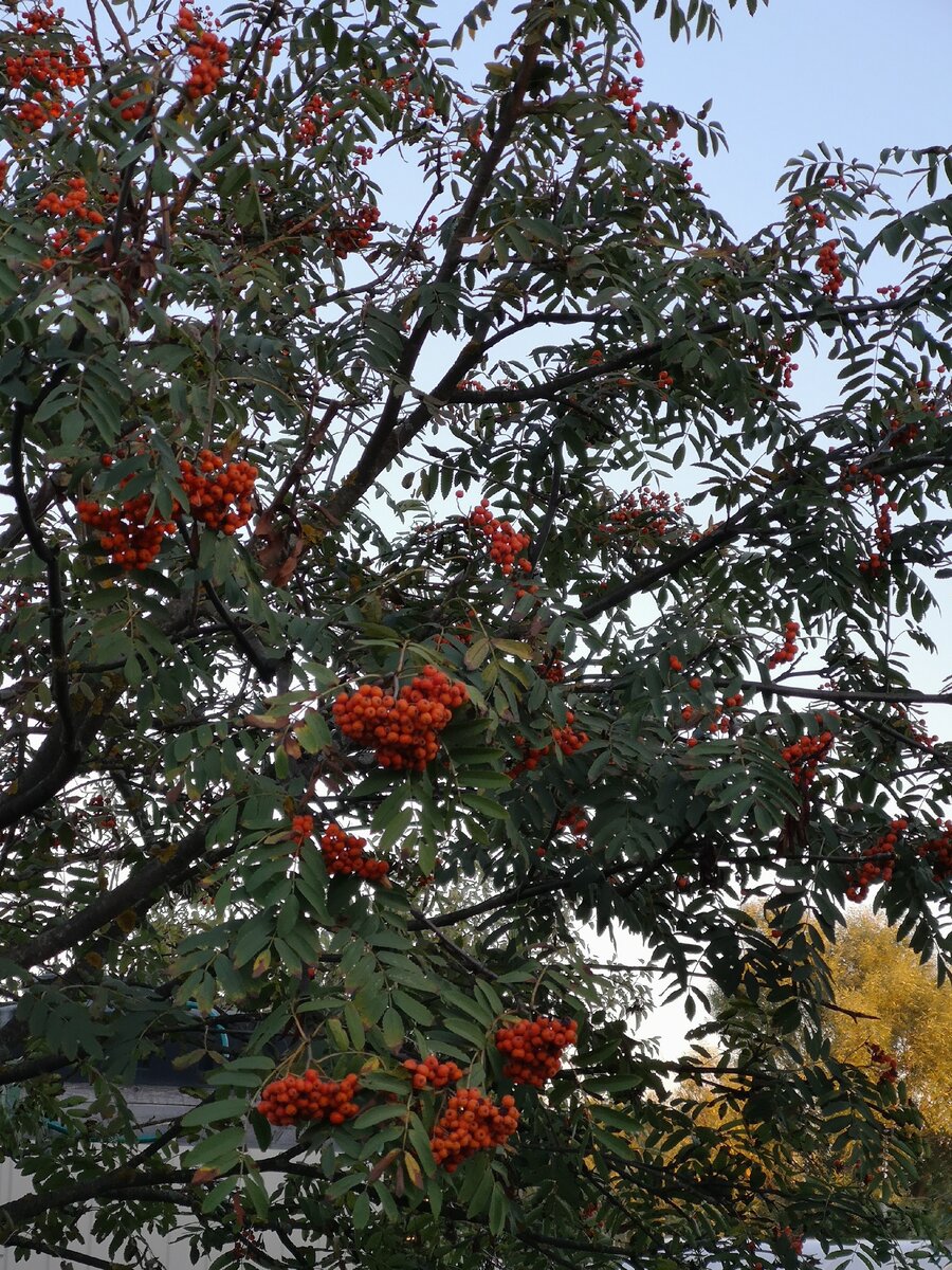 Из цикла "урожай 2020". Фото автора.