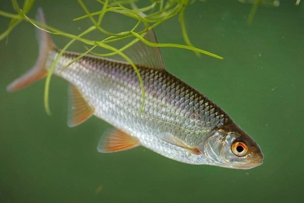 Найдена на просторах Яндекс.картинки