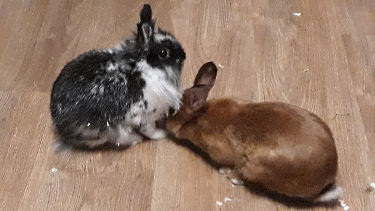 кролик, хоть и выглядит, как игрушка, характер может иметь далеко не "игрушечный"