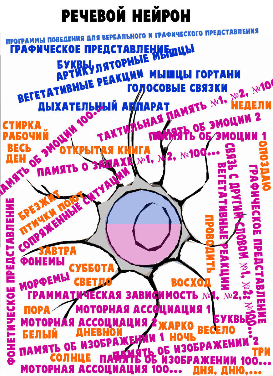 Условная модель речевого нейрона. Синим шрифтом обозначены нейронные связи с моторными областями мозга, ведущие к формирования поведенческих механизмов для продуцирования слова. Розовые надписи - интерпретации сигналов от разнообразных сенсорных нейронов, соотносящие данную лексическую единицу с комплексом ощущений. Оранжевые надписи - примеры сенсорных ассоциаций для слова "день".