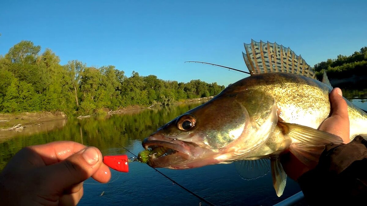Ловля судака летом
