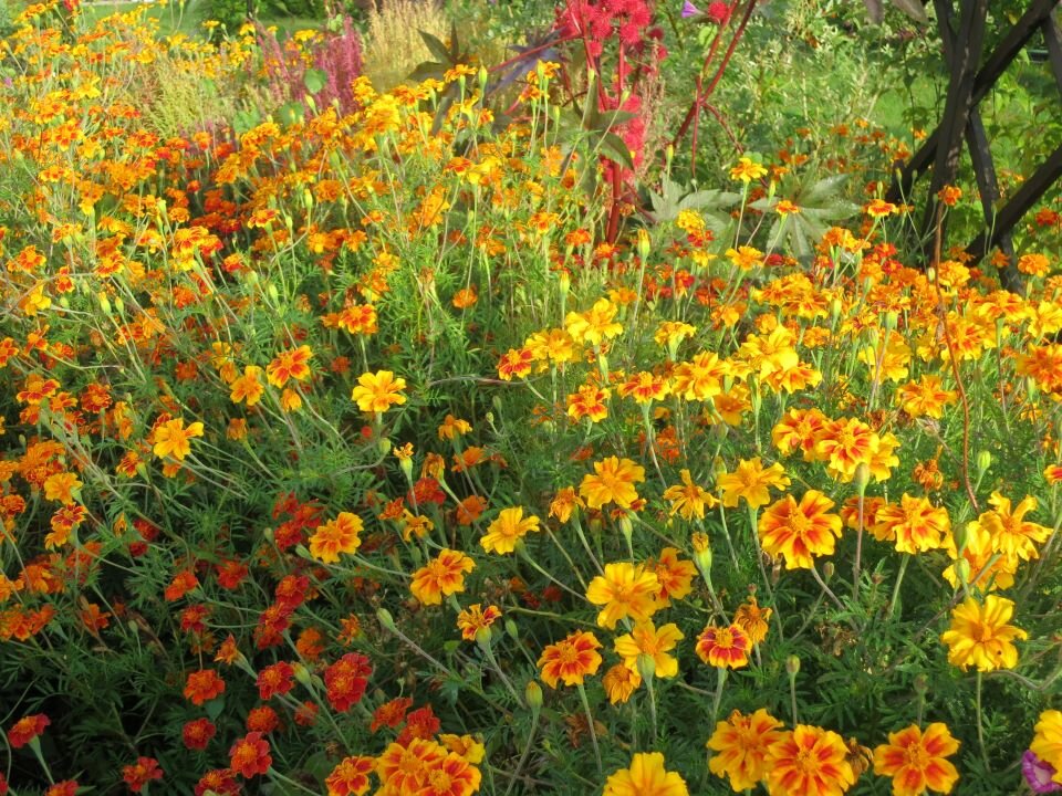 Бархатцы. Фото автора 