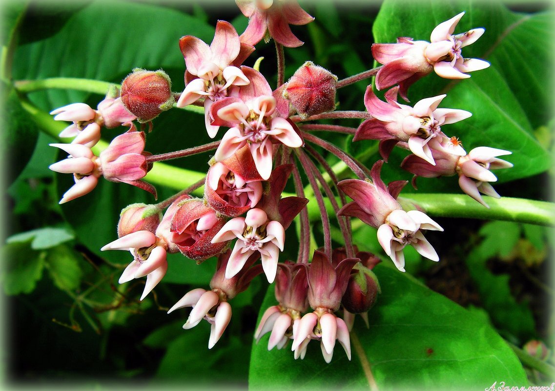 Цветок кардамона