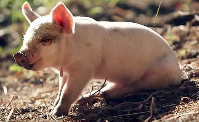 Как построить сарай для свиней своими руками – основные рекомендации!