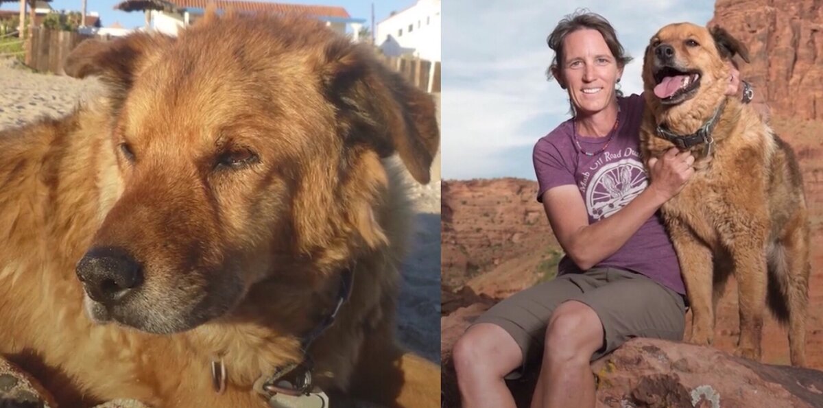 На фото Даниэль Балленджи и ее собака Таз