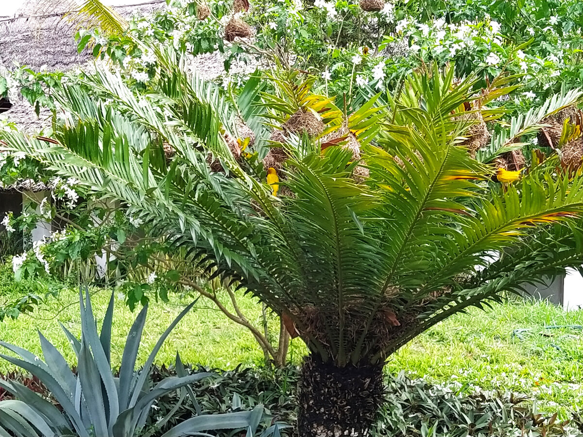 Жить на Занзибаре - это запирать двери на веранду, ибо обезьяны тащат ...