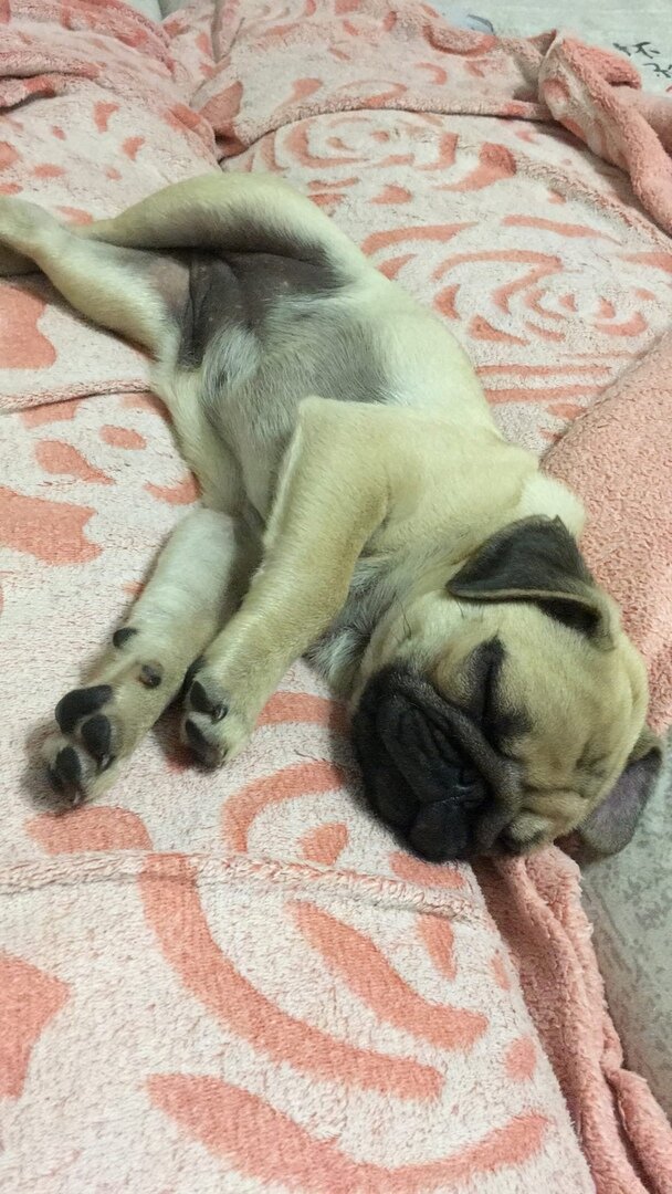 Первый день дома