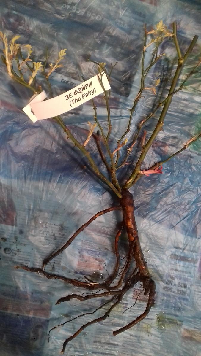 The Fairy,Bentall,1932 г., полиантовая роза 