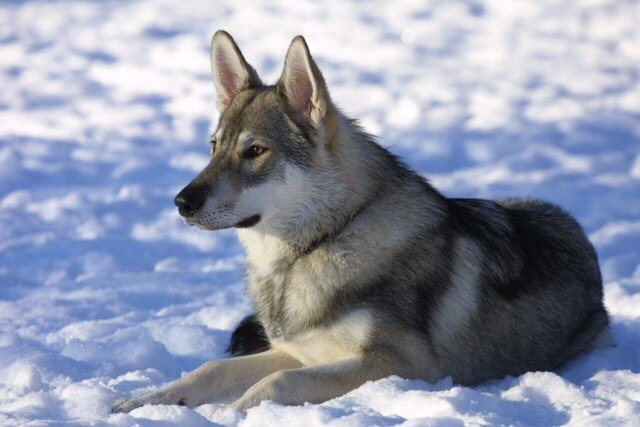5 пород собак, похожих на волка | Догги Академия | Дзен