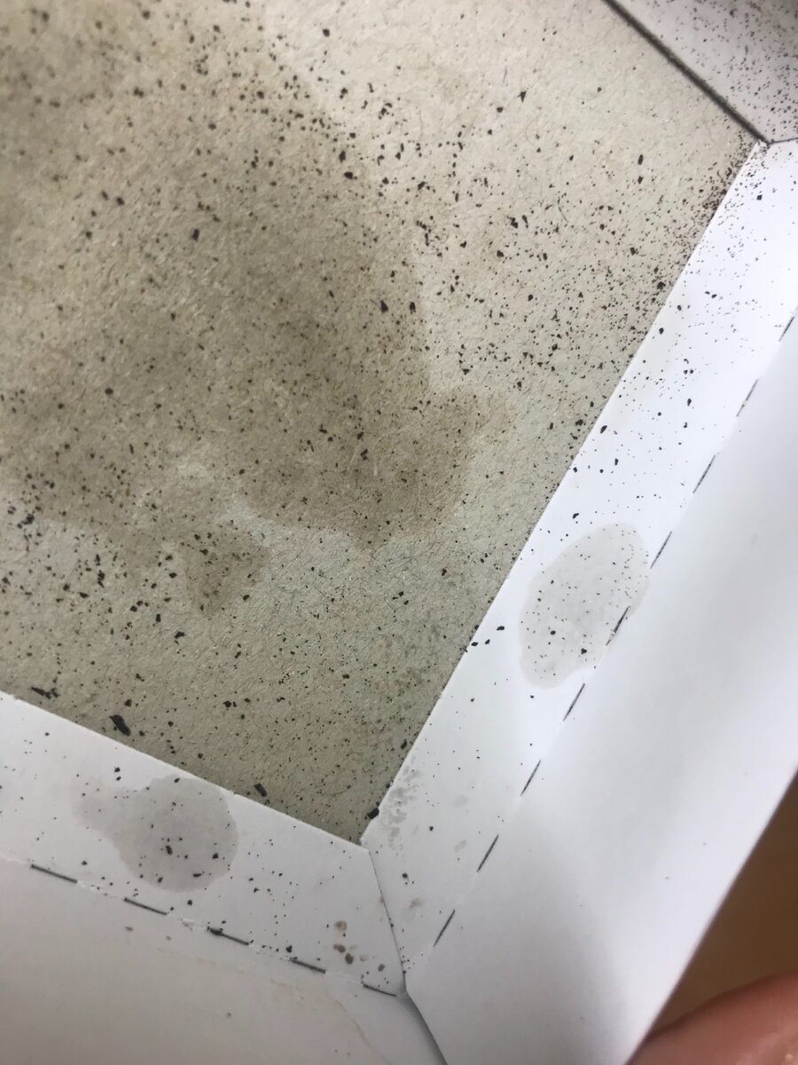 Мошечьи яйца